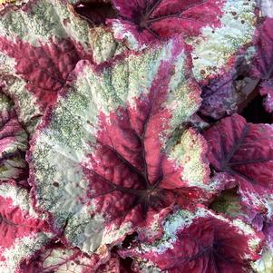 Begonia Rex 'Strawberry Heart'