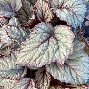 Begonia Rex 'Snowfall'