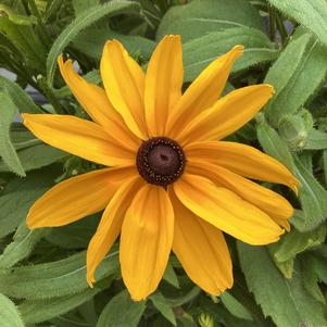 Rudbeckia 'Gold (seed)'