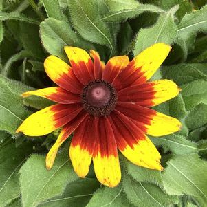 Rudbeckia 'Yellow Bicolor (seed)'