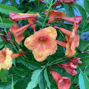 Tecoma 'Blood Orange'