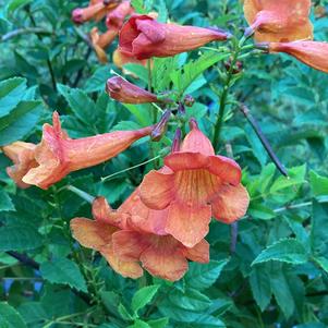 Tecoma 'Papaya'