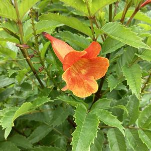 Tecoma 'Pomegranate'