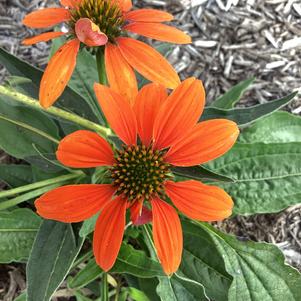 Echinacea 'Soft Orange (seed)'