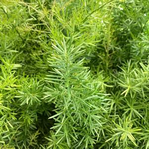 Fern 'Frizz (seed)'
