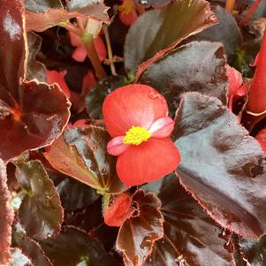 Begonia 'Red Bronze Leaf (seed)'