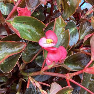 Begonia 'Pink Bronze Leaf (seed)'