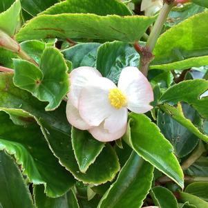 Begonia 'White (seed)'