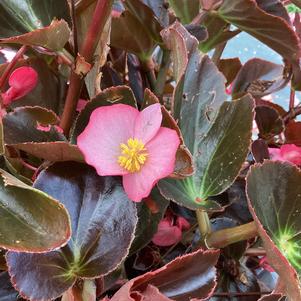 Begonia 'Pink Bronze Leaf (seed)'