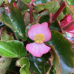 Begonia 'Pink Green Leaf (seed)'