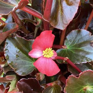 Begonia 'Red Bronze Leaf IMP (seed)'