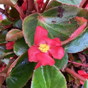 Begonia 'Red Green Leaf (seed)'
