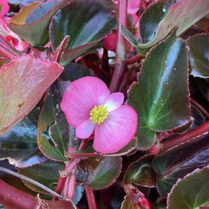 Begonia 'Rose Bronze Leaf IMP (seed)'