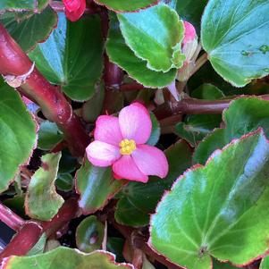 Begonia 'Rose Green Leaf (seed)'