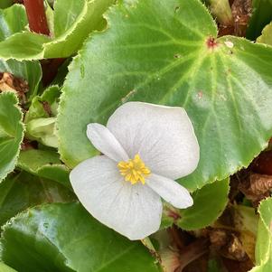 Begonia 'White Green Leaf (seed)'