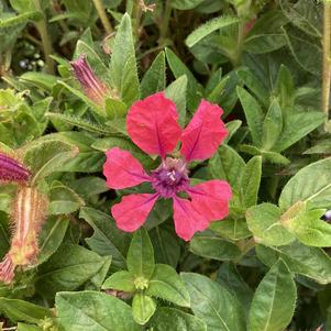 Cuphea 'Deep Pink (seed)'