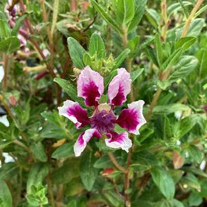 Cuphea 'Lavender Splash (seed)'