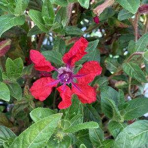 Cuphea 'Red (seed)'
