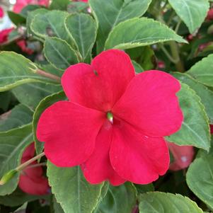Impatiens walleriana 'Lipstick (seed)'