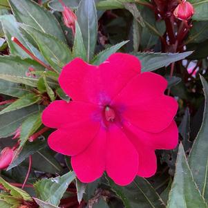 Impatiens - hybrida 'Magenta Bliss (seed)'