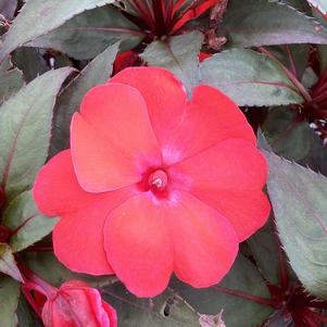 Impatiens - hybrida 'Orange Burst (seed)'