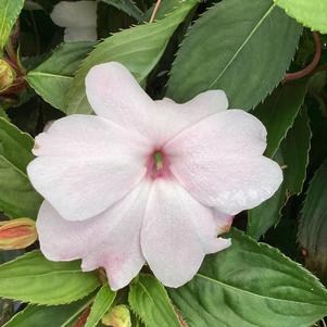 Impatiens - hybrida 'White Shimmer (seed)'