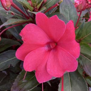 Impatiens - hybrida 'Salmon Glow (seed)'