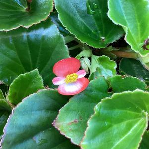 Begonia 'Bicolor Red White (seed)'