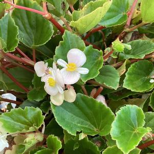 Begonia 'Blush (seed)'