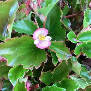 Begonia 'Pink (seed)'