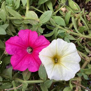 Petunia 'Sweet Taffy Mix (seed)'
