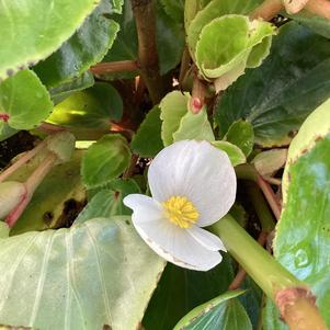 Begonia 'White With Green Leaf (seed)'
