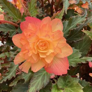 Begonia 'Del Sol'