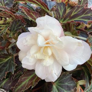Begonia 'La Luna'