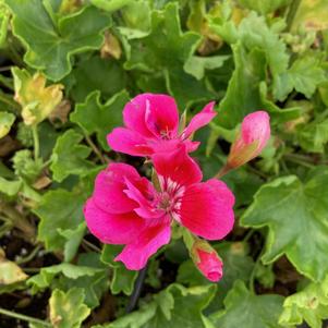 Geranium - Interspecific 'Pink Splash'