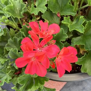 Geranium - Interspecific 'Salmon Pink'