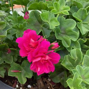 Geranium 'Hot Pink'
