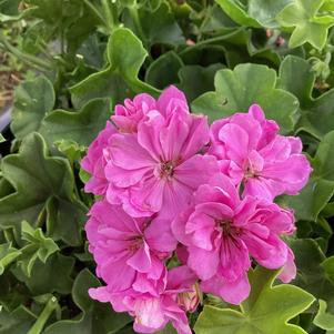 Geranium 'Lilac'