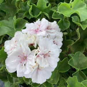 Geranium 'White 2024'