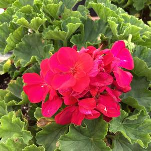 Geranium - Zonal 'Neon'
