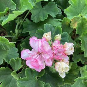 Geranium - Zonal 'Survivor Paperbloom'