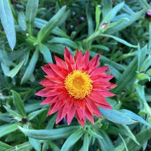 Bracteantha 'Fire Red'