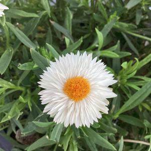 Bracteantha 'White 24'