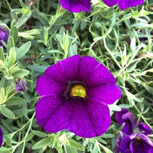Calibrachoa 'Dark Blue'
