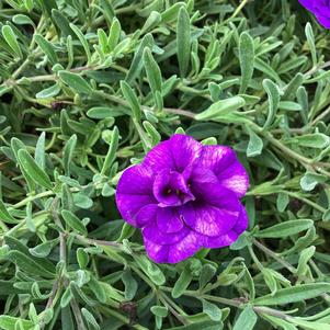 Calibrachoa - Double 'Dark Blue'