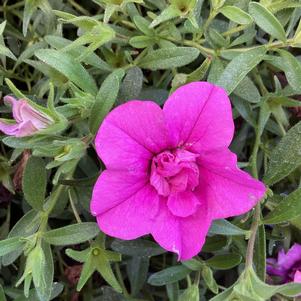 Calibrachoa - Double 'Pink 24'