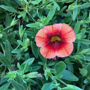 Calibrachoa 'Lava+Red Eye'