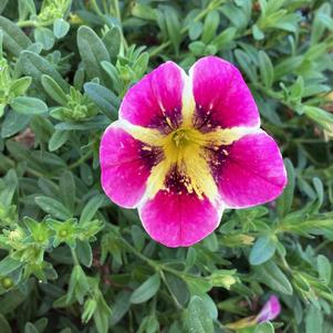 Calibrachoa 'Pink Hawaii'