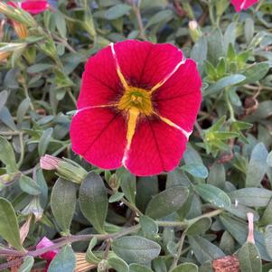 Calibrachoa 'Red Hawaii'