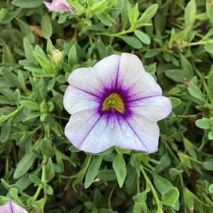 Calibrachoa 'Violet Ice'